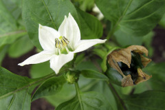 Pepper flower and bud - Paprikan kukka ja nuppu