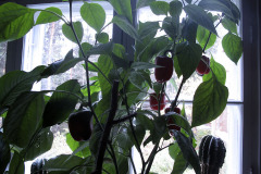 Last peppers indoors - Viimeiset paprikat sisällä