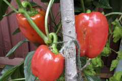 Sweet pepper - Vihannespaprika - California Wonder