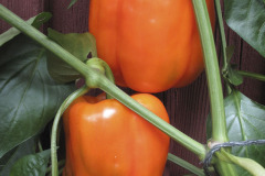 Sweet pepper - Paprika - Arianne