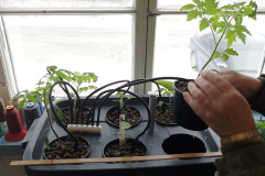Hydroponic tomatoes - Tomaatit vesiviljelyssä