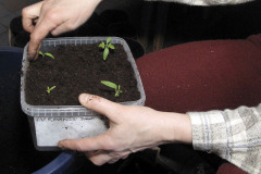 Repotting tomato seedlings - Tomaatintaimien koulinta