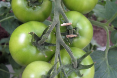 Tomato - Tomaatti - Tolstoi