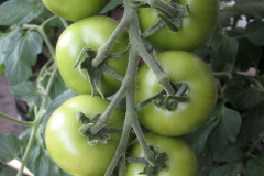 Tomato - Tomaatti - Tolstoi