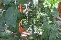 Tomato - Tomaatti - Gardeners Delight