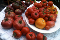 Tomato varieties - Tomaattilajikkeita
