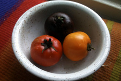 Tomato varieties - Tomaattilajikkeita
