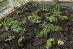 Tomato seedlings in greenhouse - Tomaatin taimet kasvihuoneessa
