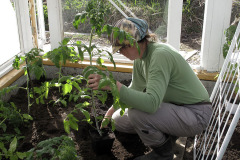 Planting tomato seedlings - Tomaatin taimien istutus