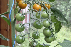 Ripening cherry tomatoes - Kirsikkatomaatti kypsyy