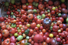 Tomato varieties ripening - Tomaattilajikkeet kypsymässä