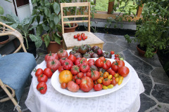 Tomatoes in conservatory - Tomaatit viherhuoneessa