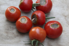 Tomato blossom-end rot - Tomaatin latvamätä