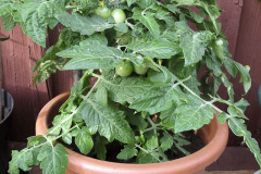 Container tomato - Ruukkutomaatti
