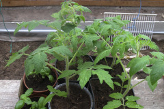 Hardening off tomato plants - Tomaatin taimien karaisu