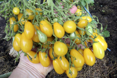 Pear tomatoes - Päärynätomaatit
