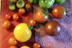 Tomato varieties - Tomaattilajikkeet