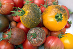 Tomatoes soiled by greenhouse whitefly - Ansarijauhiainen likasi tomaatit