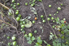 Green tomatoes on earth - Vihreitä tomaatteja maassa