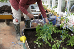Stringing tomato plants - Tukinarut tomaateille