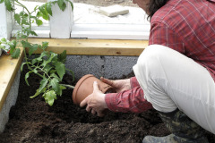 Planting tomato seedlings - Tomaatintaimien istutus