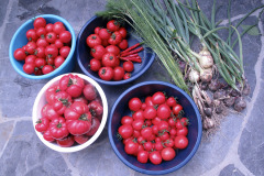 Good tomato crop - Hyvä tomaattisato