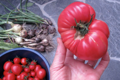 Good tomato crop - Hyvä tomaattisato