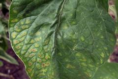 Tomato leaf with nutrient deficiency - Ravinnepuutos tomaatin lehdessä