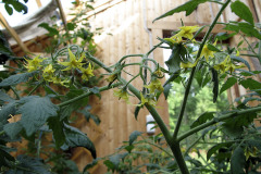 Tomato flowers - Tomaatin kukat - Maskotka