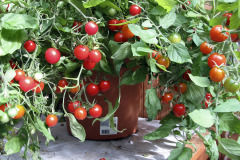 Hanging basket tomatoes - Amppelitomaatteja