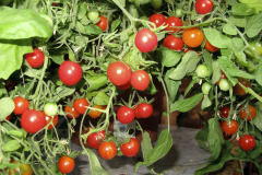 Hanging basket tomatoes - Amppelitomaatteja