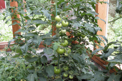 Tomato plant in conservatory - Tomaatti viherhuoneessa
