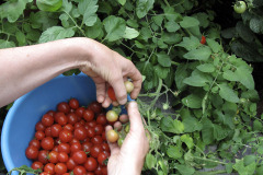 Picking cherry tomatoes - Kirsikkatomaattien poiminta