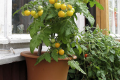 Cherry tomato - Kirsikkatomaatti - Balconi Yellow