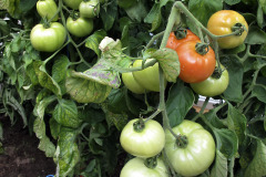 Tomatoes maturing - Tomaatit kypsyvät