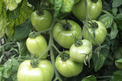 Tomatoes maturing - Tomaatit kypsyvät