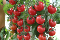 Cherry tomato - Kirsikkatomaatti - Gardeners Delight