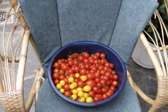 Cherry tomatoes - Kirsikkatomaatit