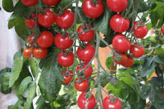 Cherry tomato - Kirsikkatomaatti - Gardeners Delight