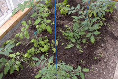 Tomatoes planted - Tomaatit istutettu