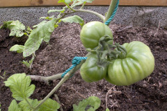 First tomatoes - Ensimmäiset tomaatit