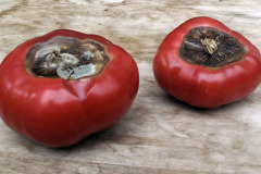Tomatoes with blossom-end rot - Latvamätä tomaateissa