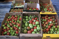 Last tomatoes ripening indoors - Viimeiset tomaatit kypsymässä