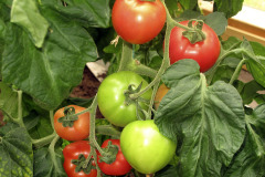 Tomatoes ripening - Tomaatit kypsyvät