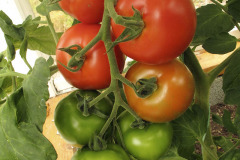 Ripening tomatoes - Kypsyvät tomaatit