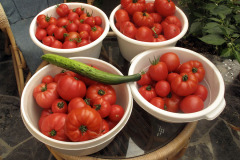 Beefsteak tomato crop - Pihvitomaattisatoa