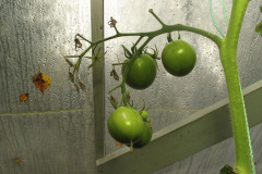 Last tomatoes in fall - Syksyn viimeiset tomaatit