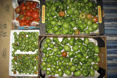 Tomatoes ripening indoors - Tomaatit kypsyvät sisällä