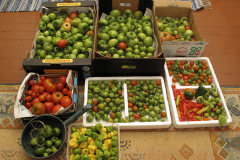 Tomatoes ripening indoors - Tomaatit kypsyvät sisällä