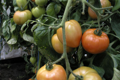 Tomatoes ripening - Tomaatit kypsyvät